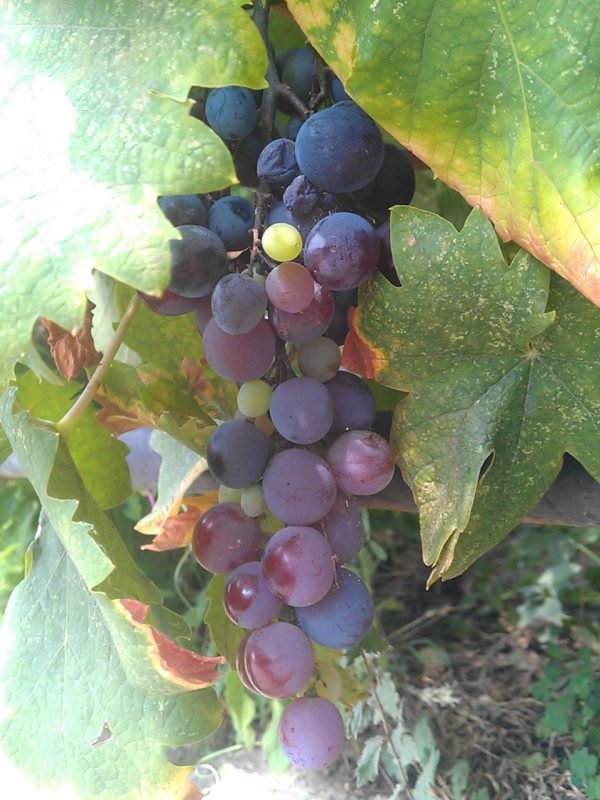 uvas