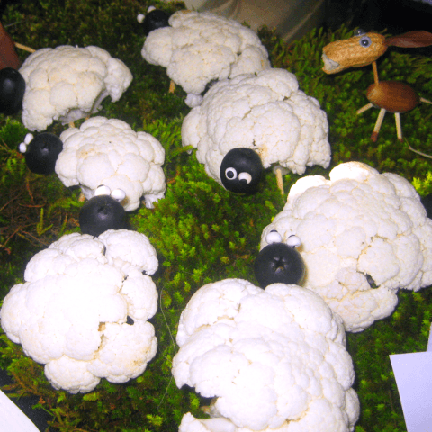 ovejas santo tomas