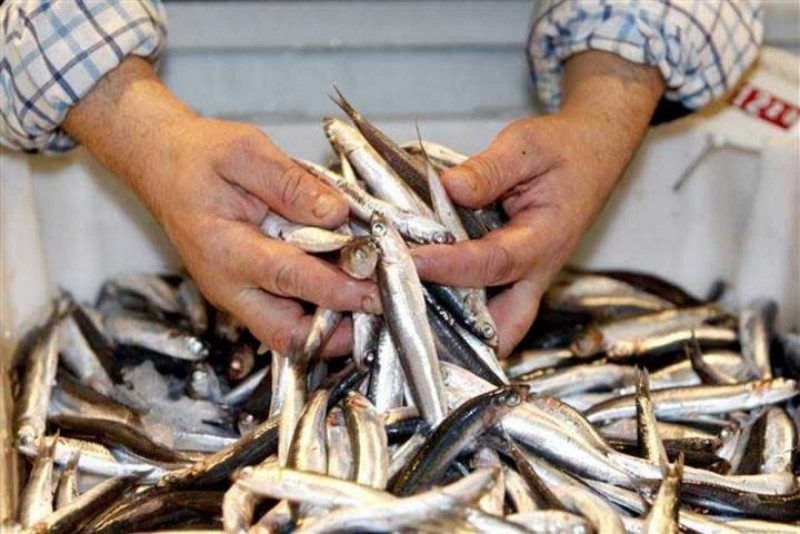 El mayor stock de anchoa del Cantábrico