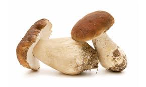 boletus